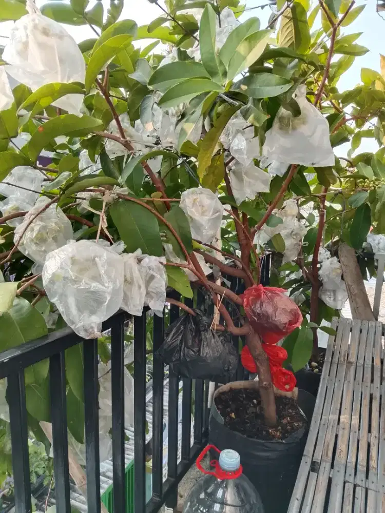 Di jual pohon cangkokan jambu air KIOJOK, sedang berbuah lebat
