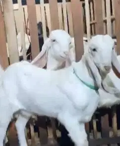 sepasang bakalan kambing etawa senduro 6 bulanan super unggulan manteb