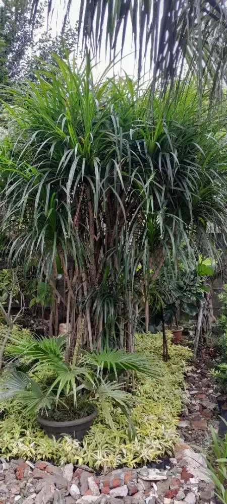 Pohon pandan laut