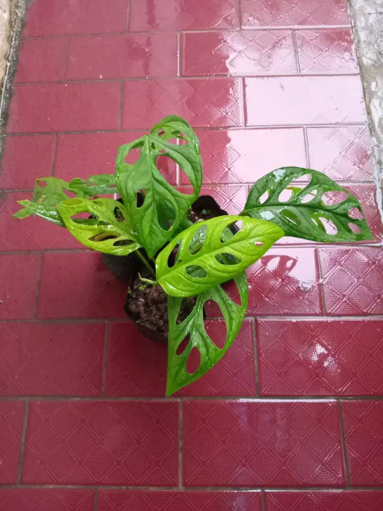3 polybag tanaman hias janda bolong