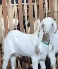sepasang bakalan kambing etawa senduro 6 bulanan siap ternak budidaya