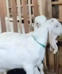 sepasang bakalan kambing etawa senduro 6 bulanan siap ternak budidaya
