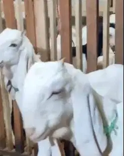 sepasang bakalan kambing etawa senduro 6 bulanan super siap budidaya