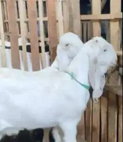 sepasang bakalan kambing etawa senduro 6 bulanan super siap budidaya