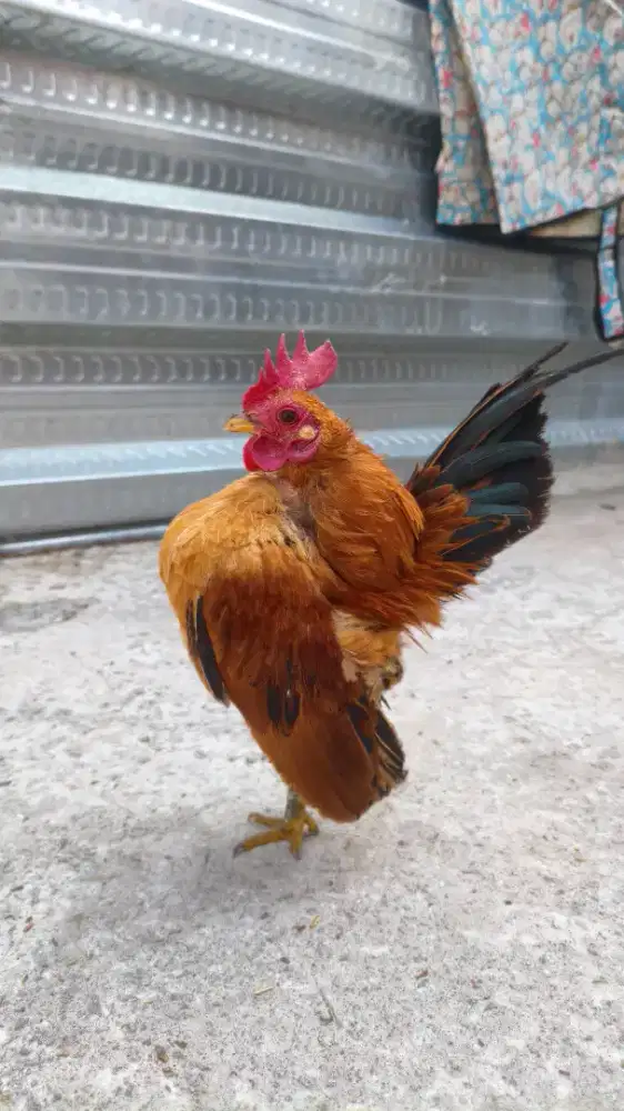 Ayam serama BL45