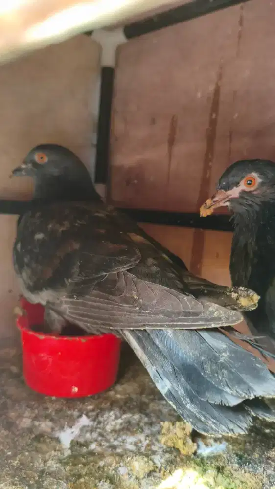 Burung merpati/japati