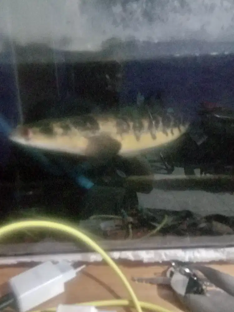 Ikan chana YS +aquarium 80cm