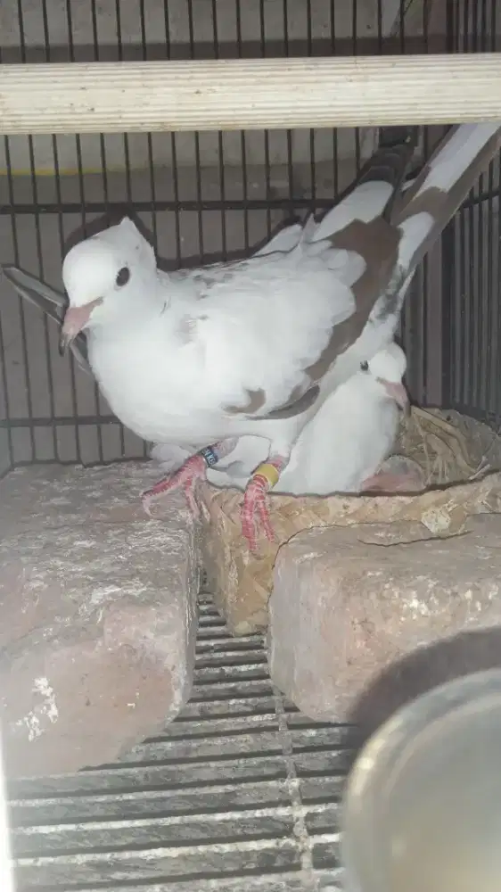 Burung Puter Blorok Jambul