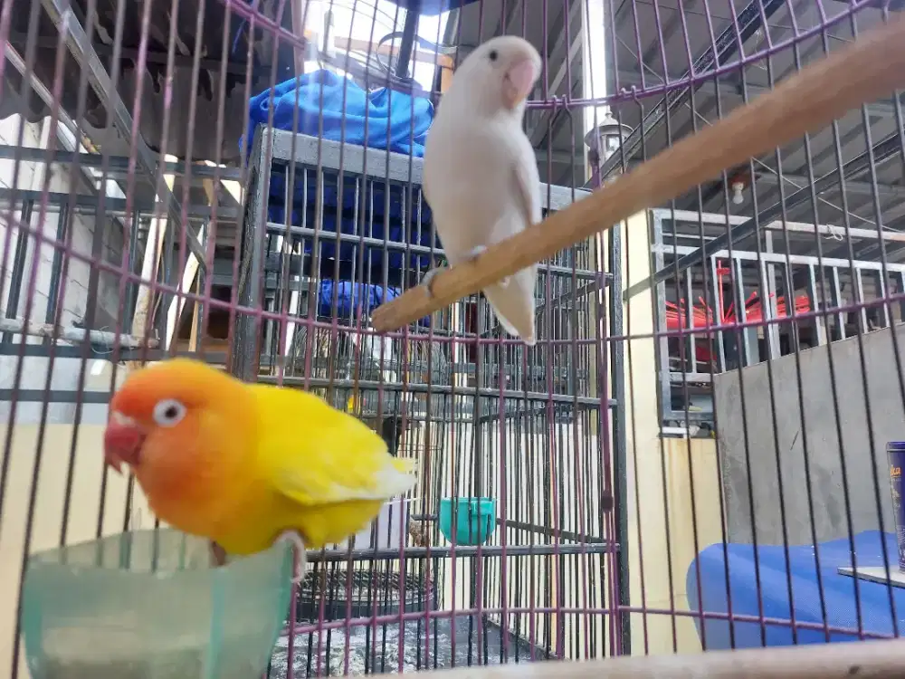 Lovebird Albino MH x Lutino