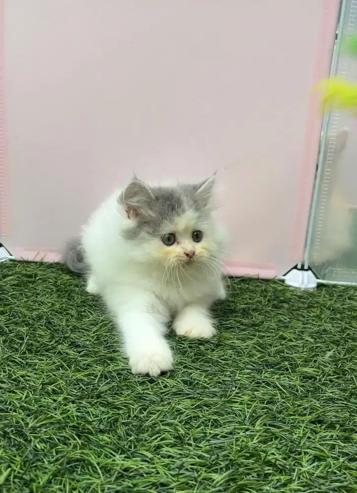 Kucing kitten persia jantan putih abu