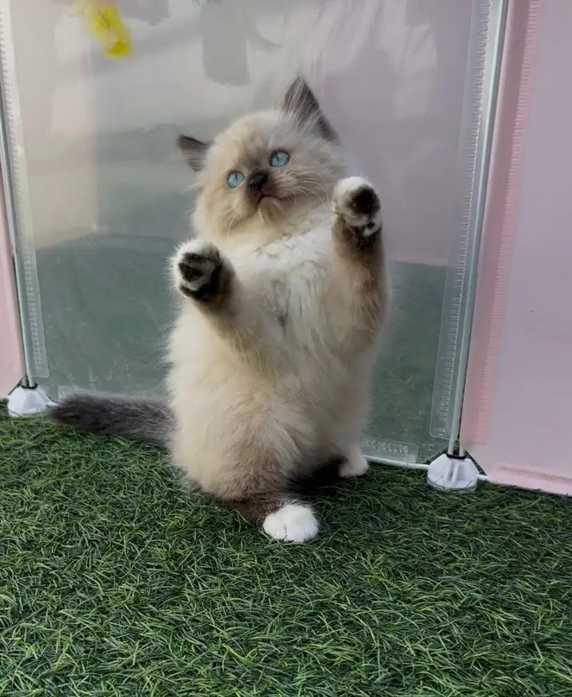 Kucing kitten himalaya ragdoll betina