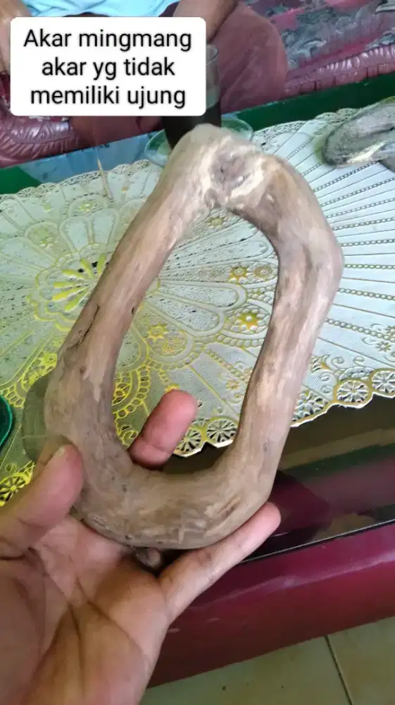 Akar mimang sangat tua
