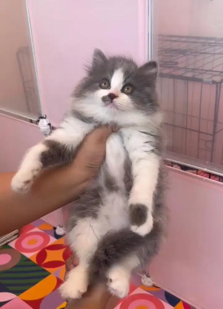 Kucing kitten persia betina abu putih