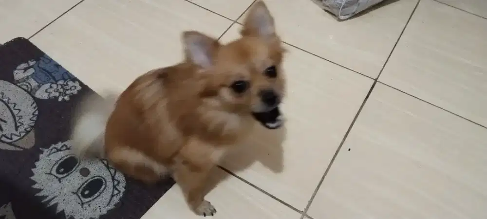OPEN ADOPT INDUKAN MINIPOM JANTAN DAN BETINA