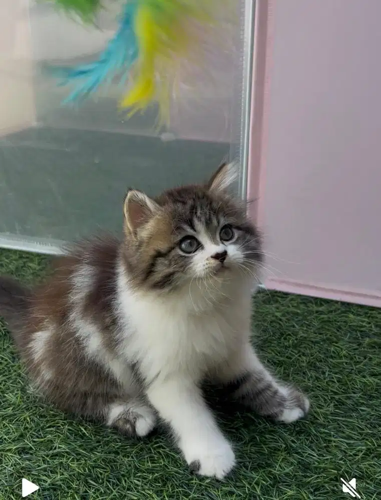 Kucing kitten persia tabby betina