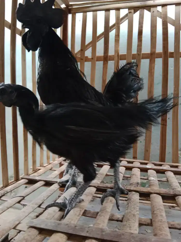 Sepasang Ayam Cemani LH & Rajek Wesi