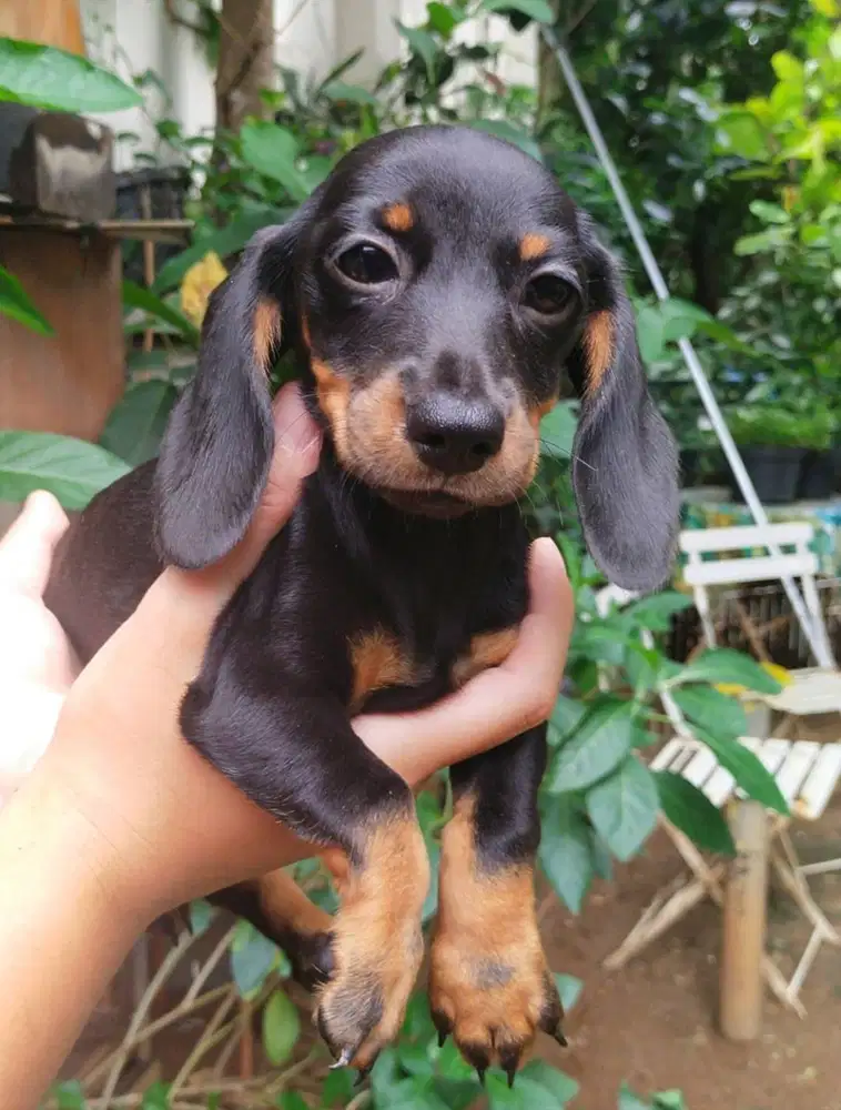 Dijual mini dachshund betina