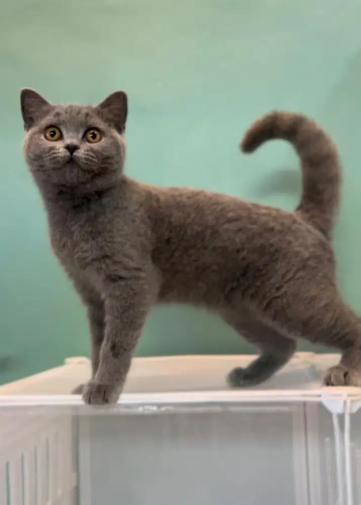 Kucing bsh betina