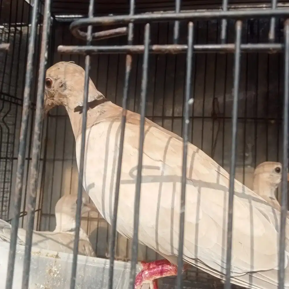 Burung puter lokal
