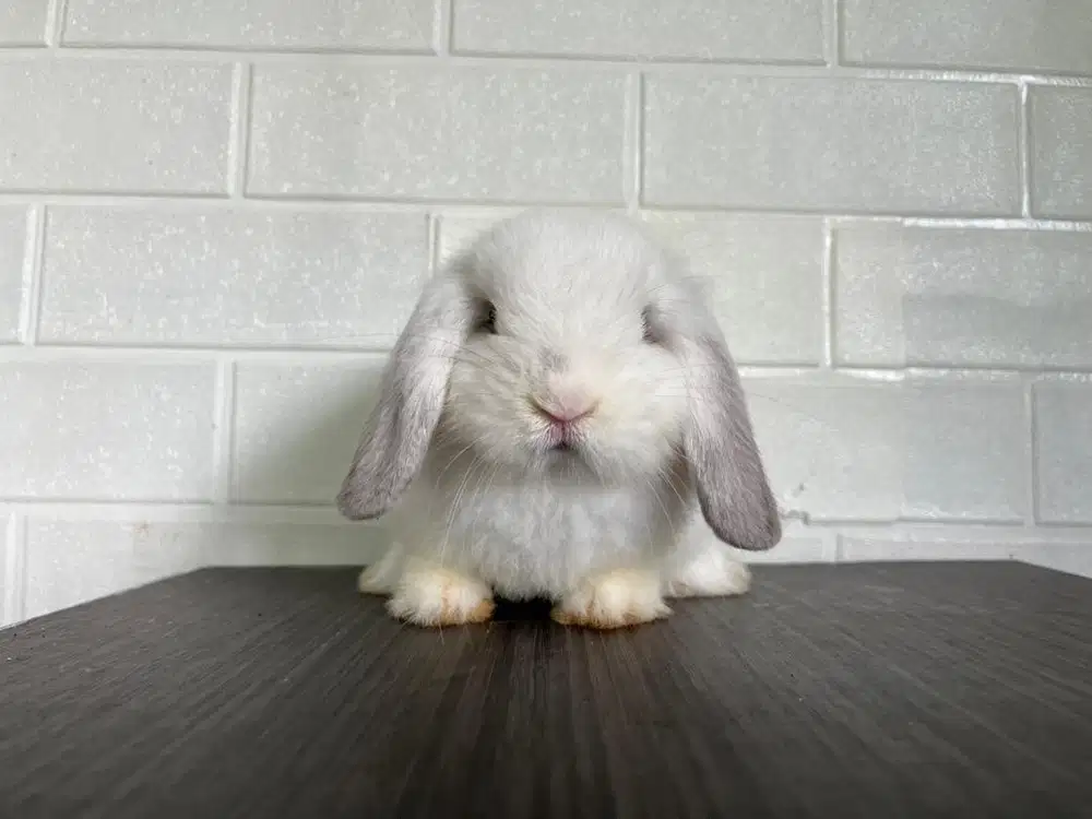 Kelinci HL Holland Loop Holland Lop