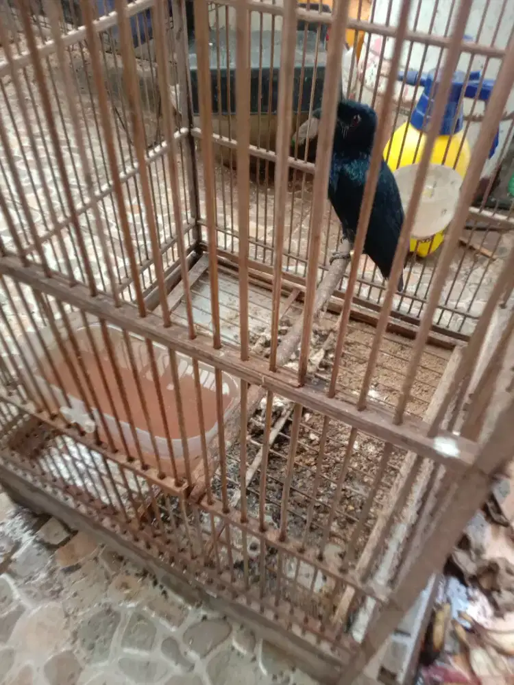 Jual burung  sriguting antena