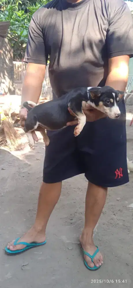 Tekel mix corgi betina