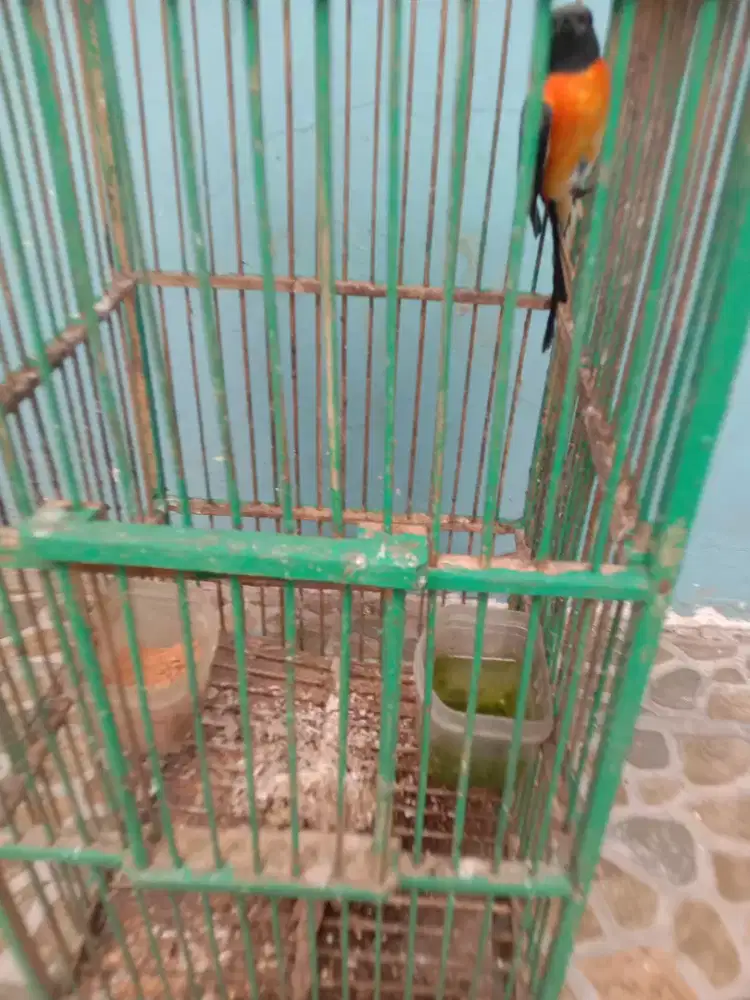 Jual burung  mantenan mini