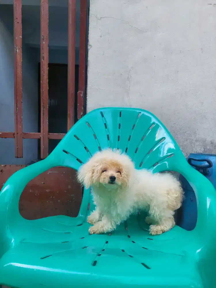 bichon jantan 6 bln stb