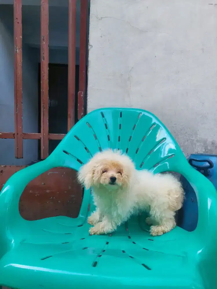 Anjing di jual Bichon jtn 6 bln surat perkin sdh vak