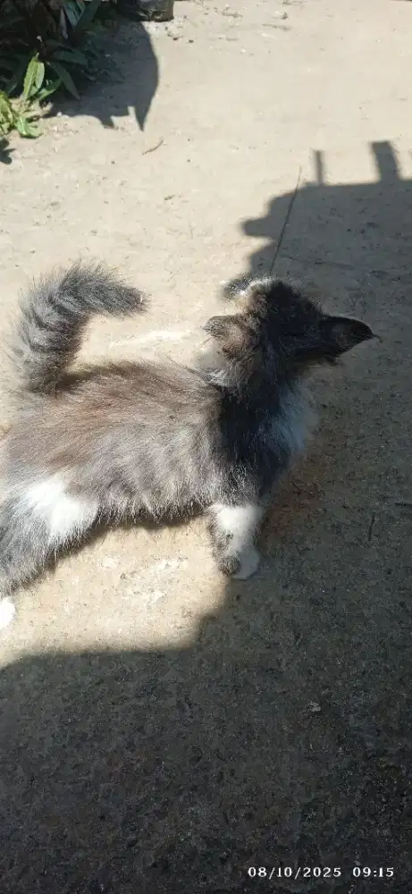 Open adopt kitten 2,5 bulan
