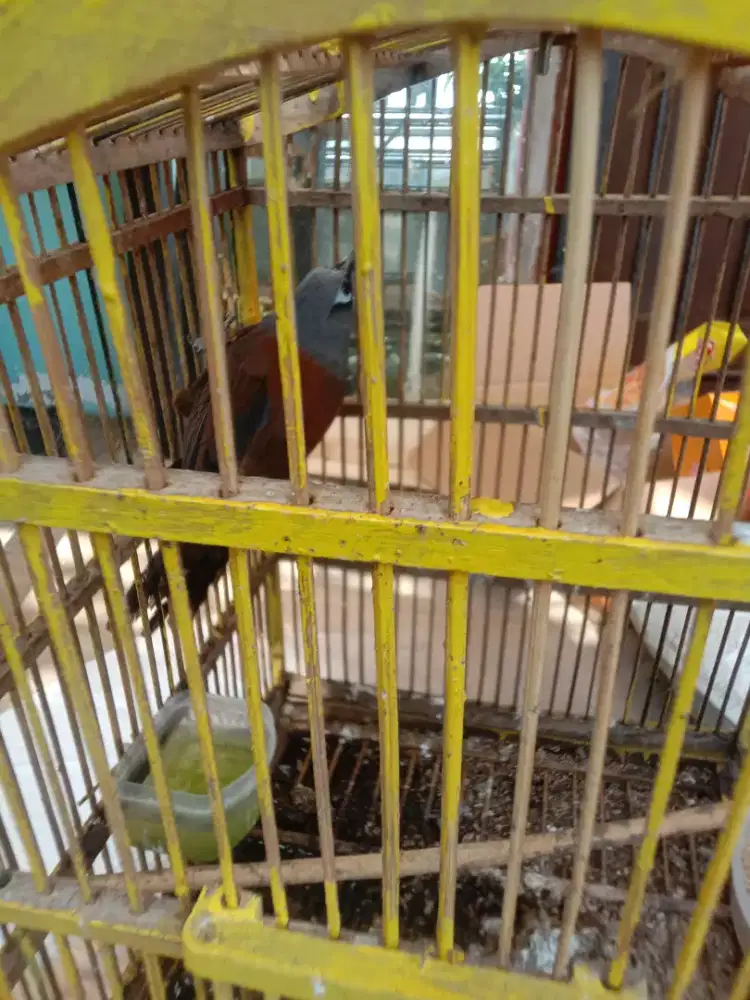 Jual burung  poksay mantel