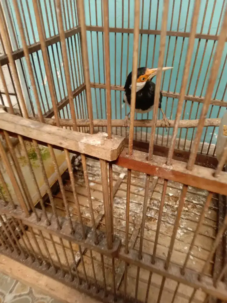 Jual burung  jalak suren