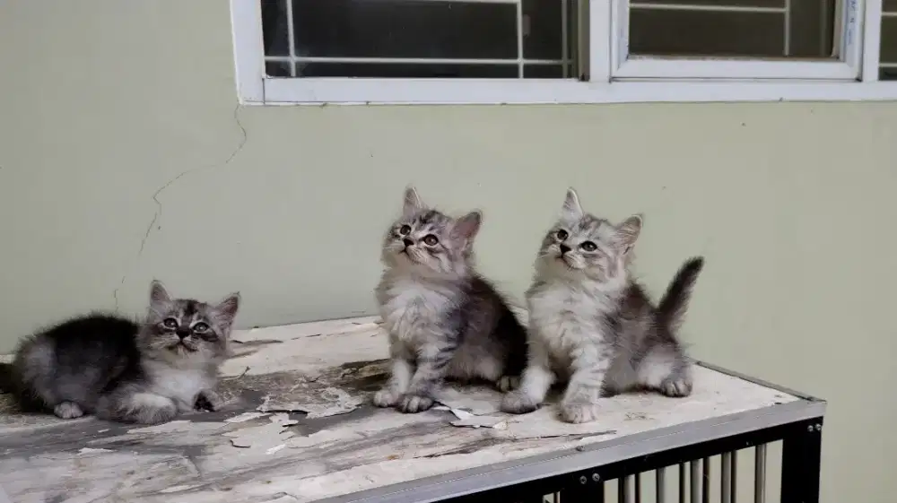 Kucing kitten persia mix bsh / anggora / peaknose / himalaya /flatnose