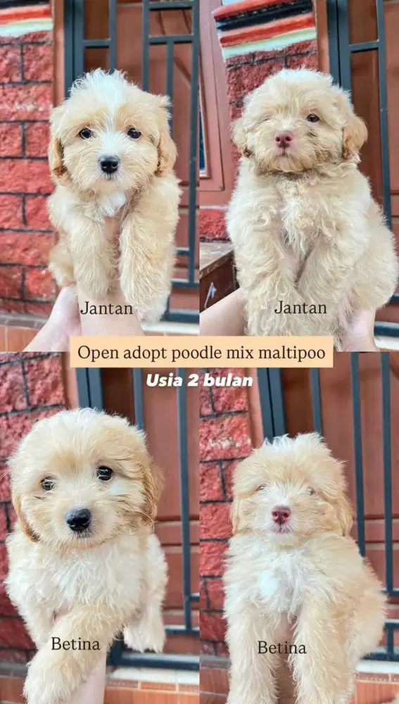 Anak anjing Poodle mix Maltipoo