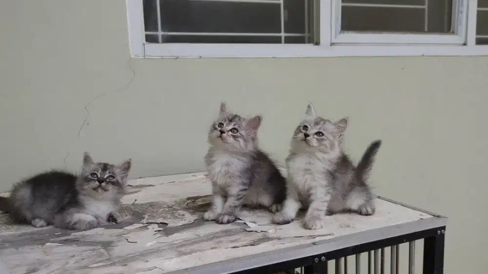 Kucing kitten persia medium / himalaya / peaknose / anggora / flatnose