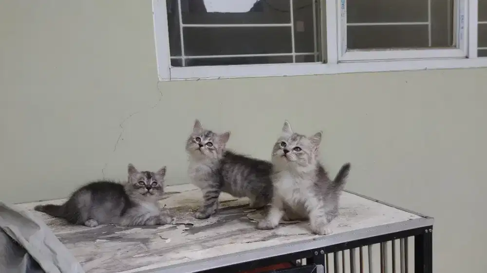 Kucing kitten persia medium / himalaya / anggora / peaknose / flatnose