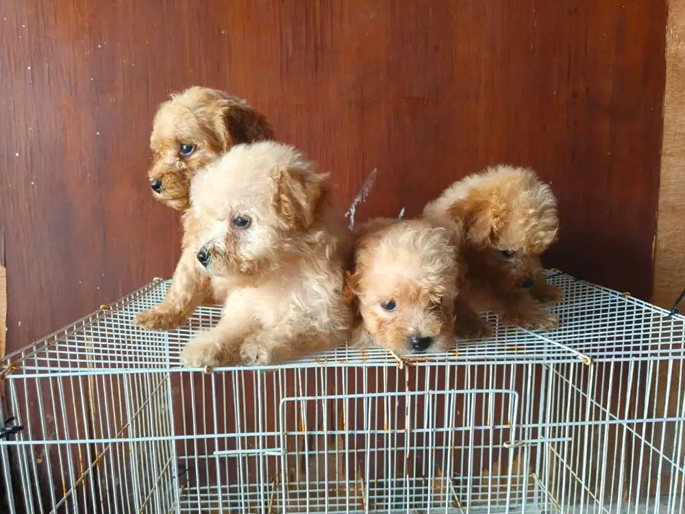 Anakan anjing Poodle non stambum