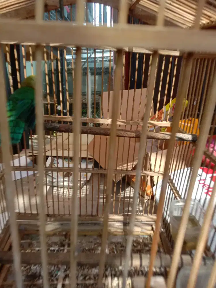 Jual  burung  cakep warna y