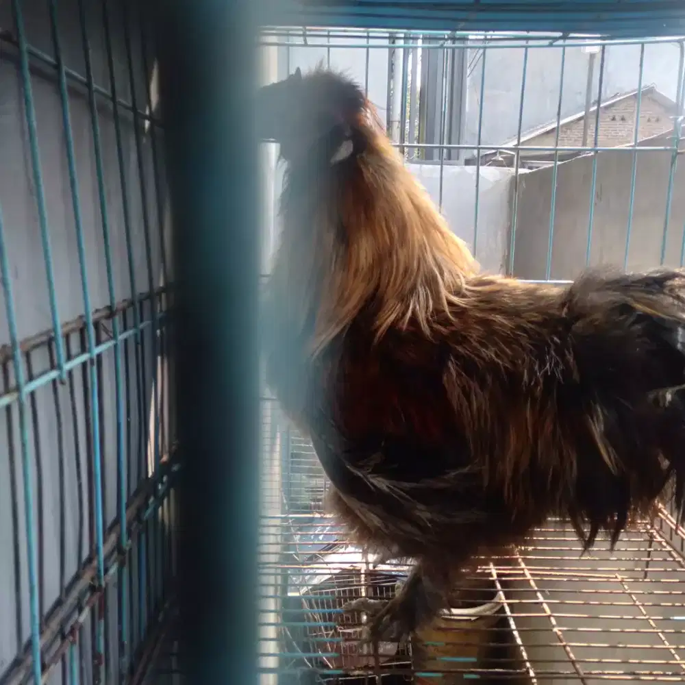 Ayam American silkie
