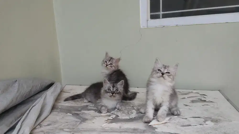 Kucing kitten persia medium / anggora / himalaya / peaknose / flatnose