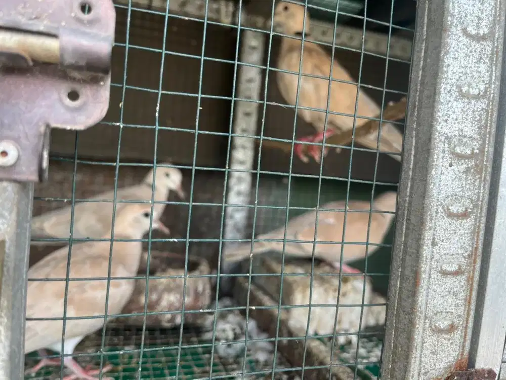 Puter pelung sepasang ternak ring jogja