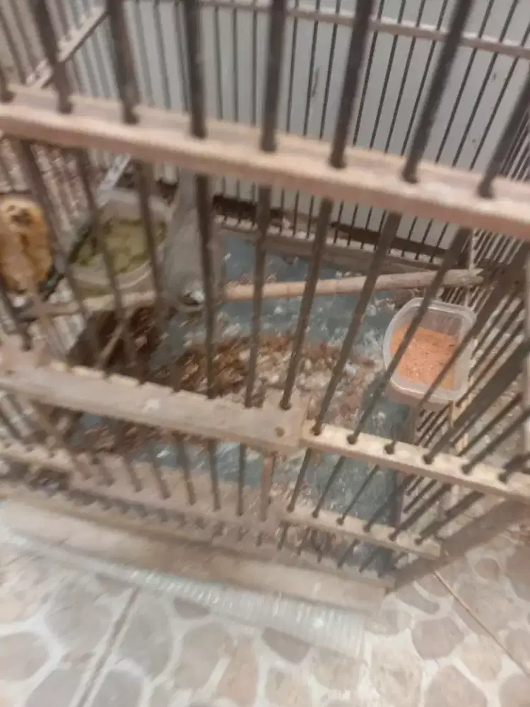 Jual burung  opior paruh tebal