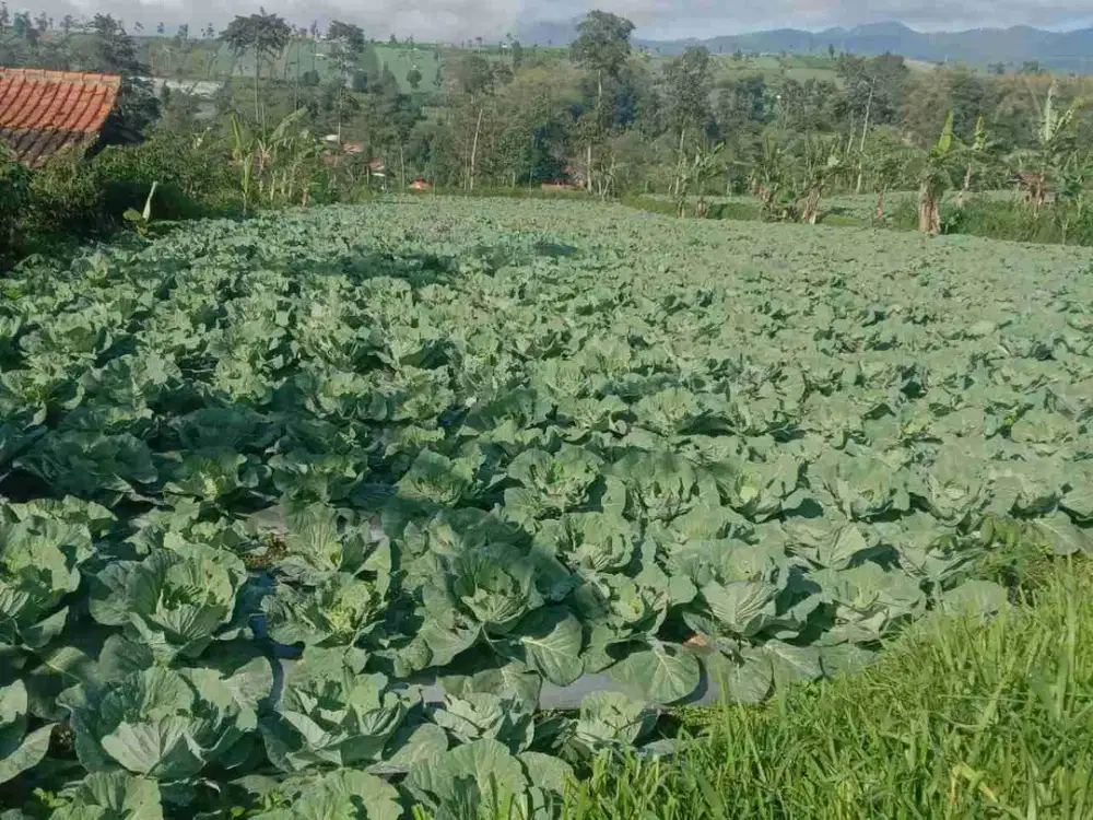 Tanah kebun Sukawangi pamulihan sumedang
