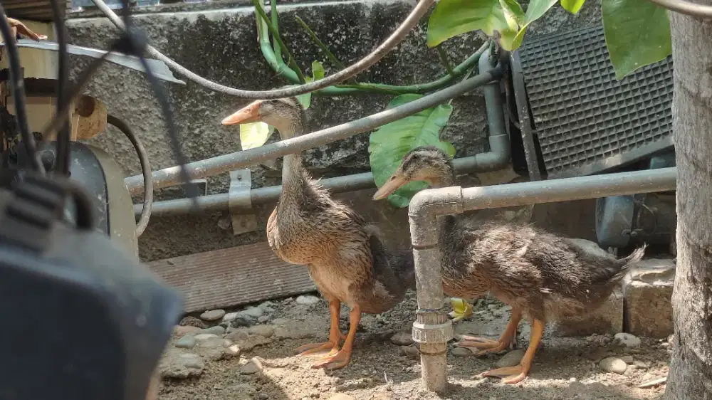 Bebek Alabio bukan bebek lokalan