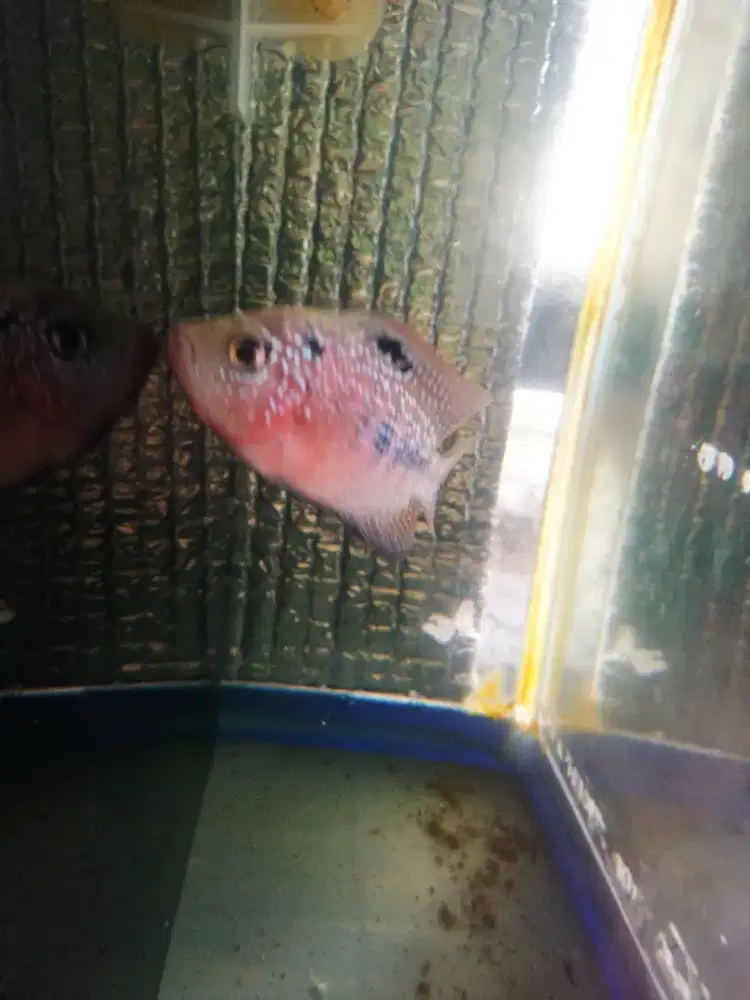 Female kamfa F3 thailand menor