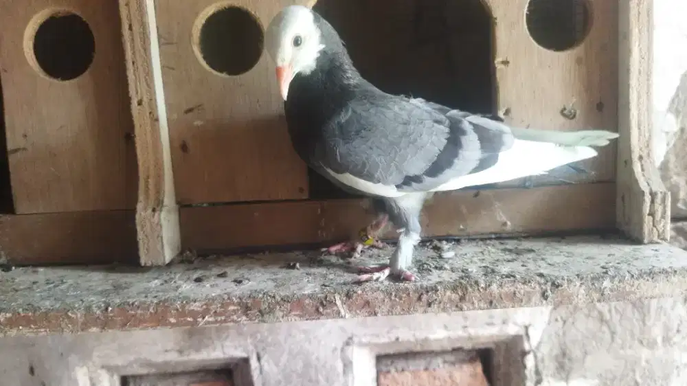 Merpati blantong jembros trah pasopati