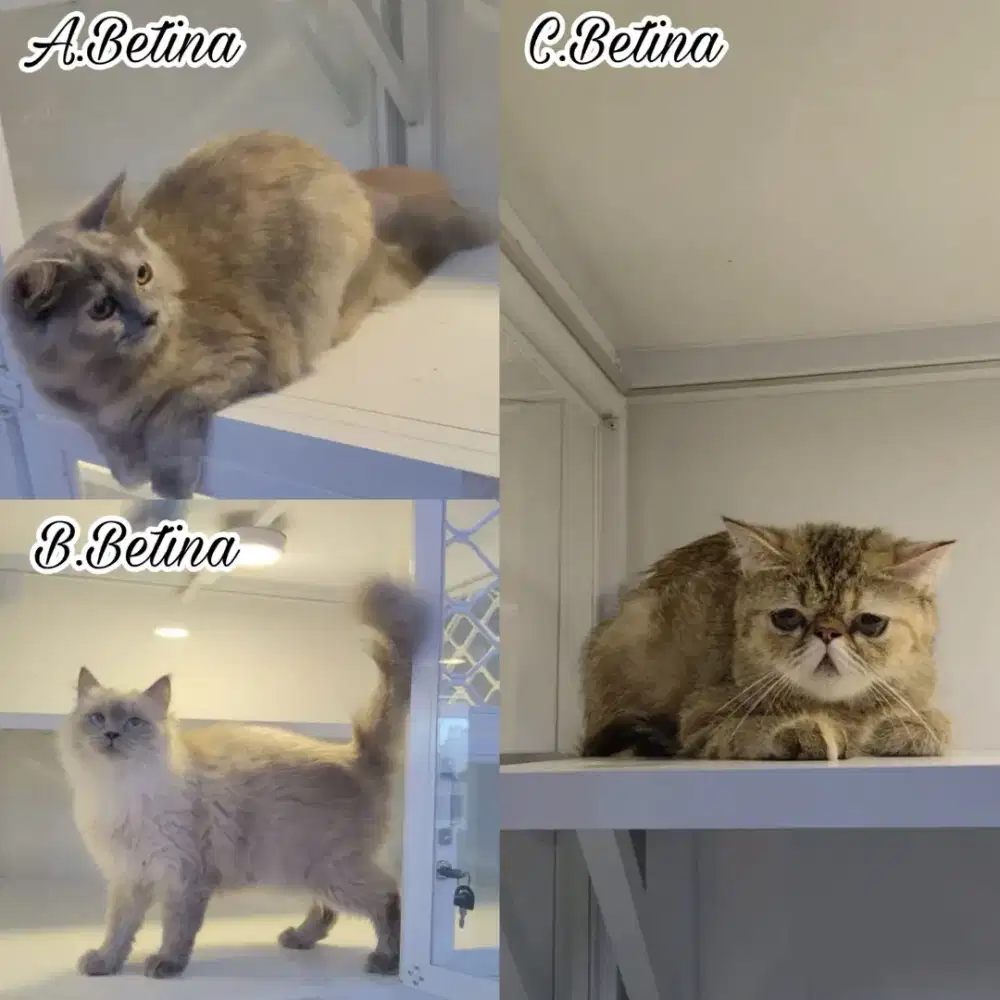 Kucing lucu, menggemaskan, aktif, sehat