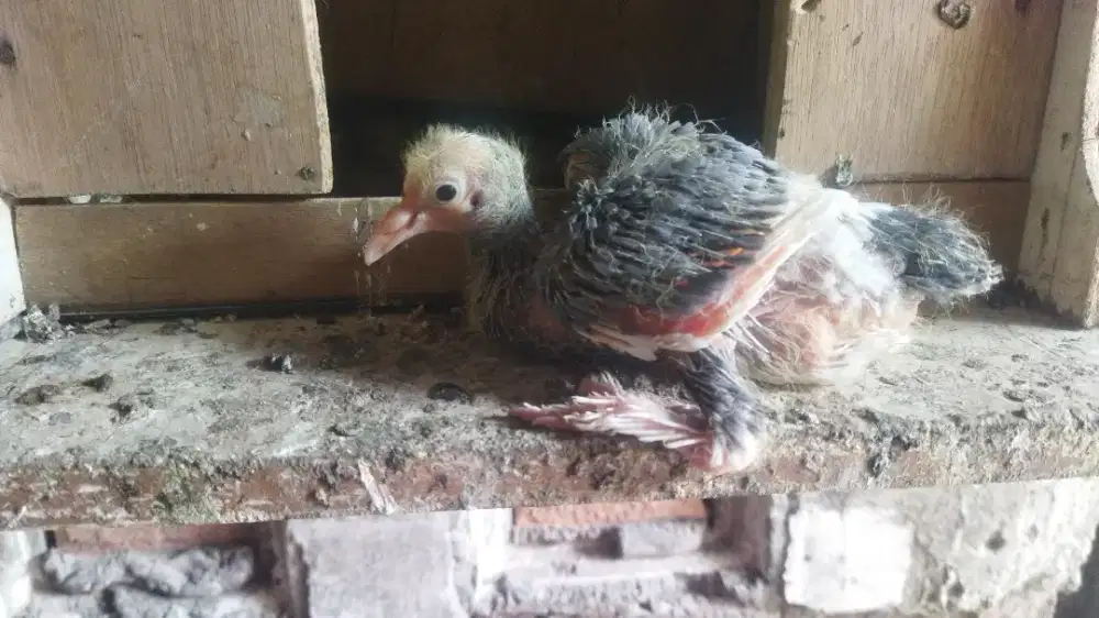 Piyik blantong jembros trah pasopati