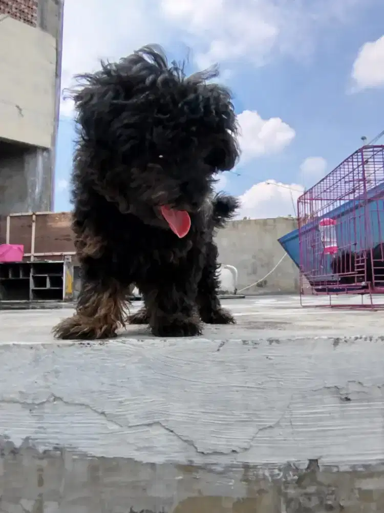 Anak anjing poodle murni