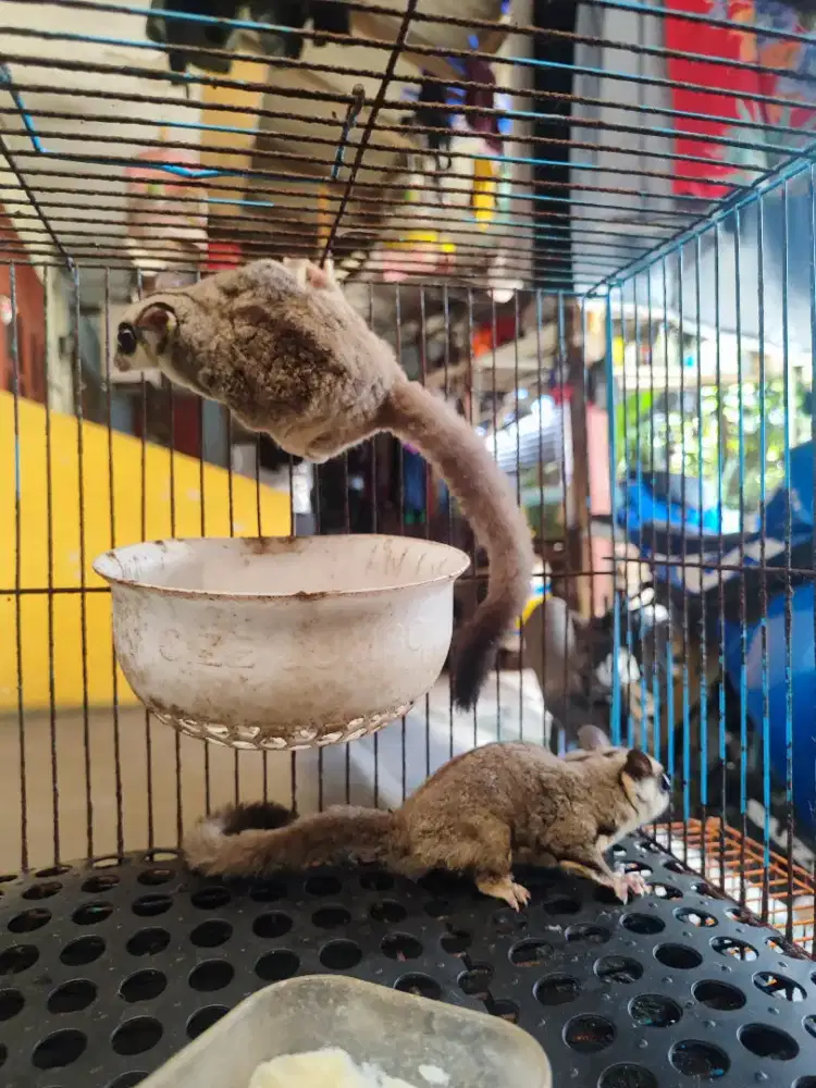 Sugar glider sepasang+ip